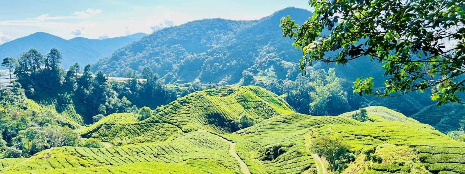 Cameron Highlands, Malaisie