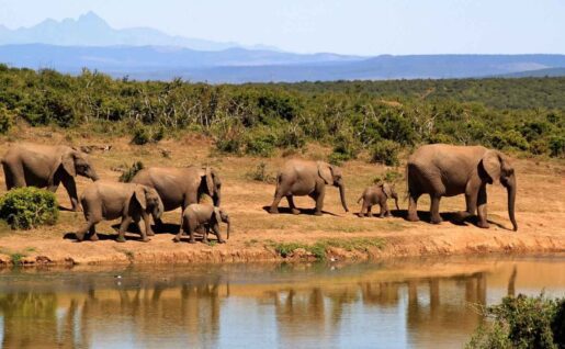 Éléphants dans le parc national de Saadani, Tanzanie
