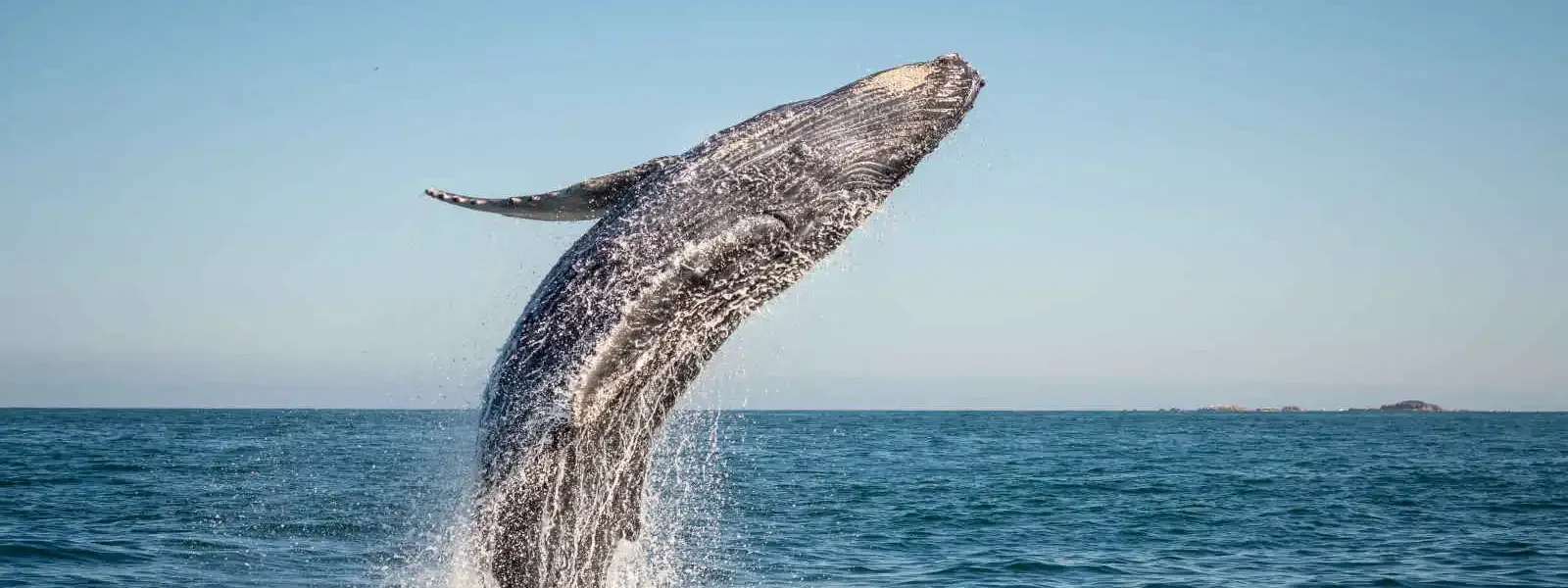 Baleine à bosse, Canada
