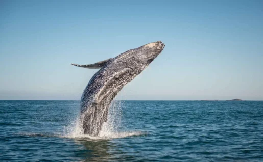 Baleine à bosse, Canada