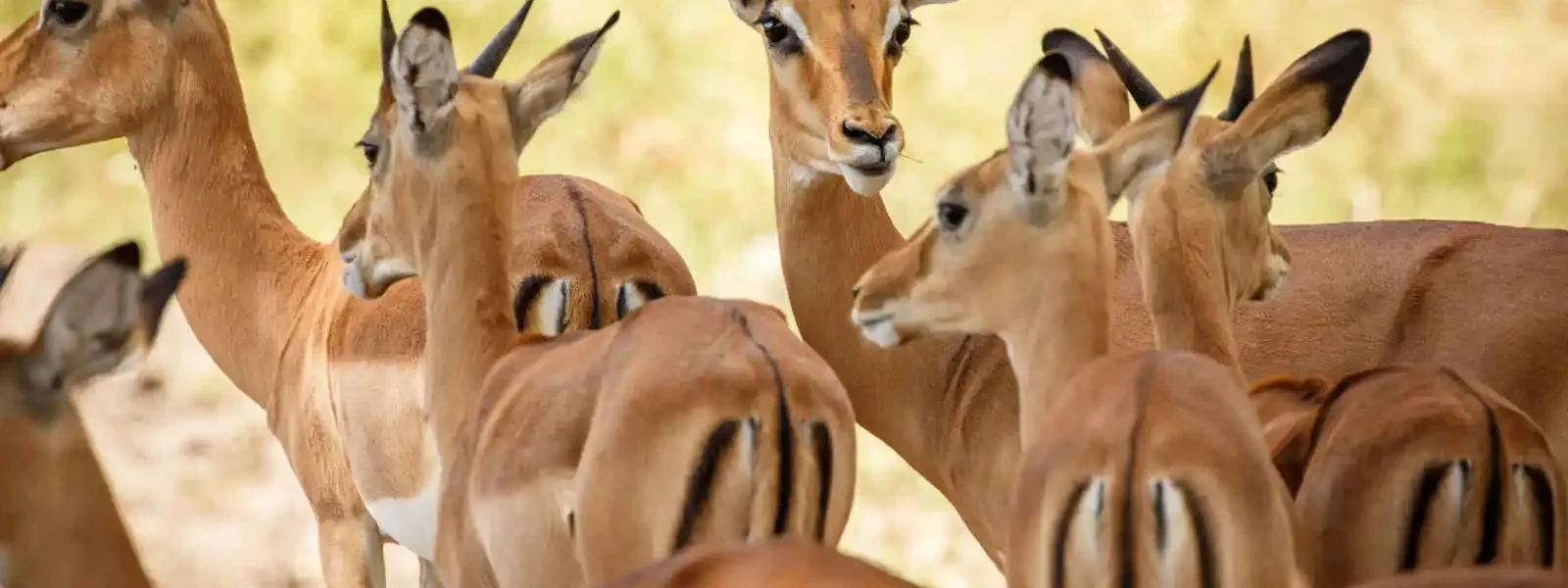 Troupeau d'Impalas à Liwonde National Park, Malawi