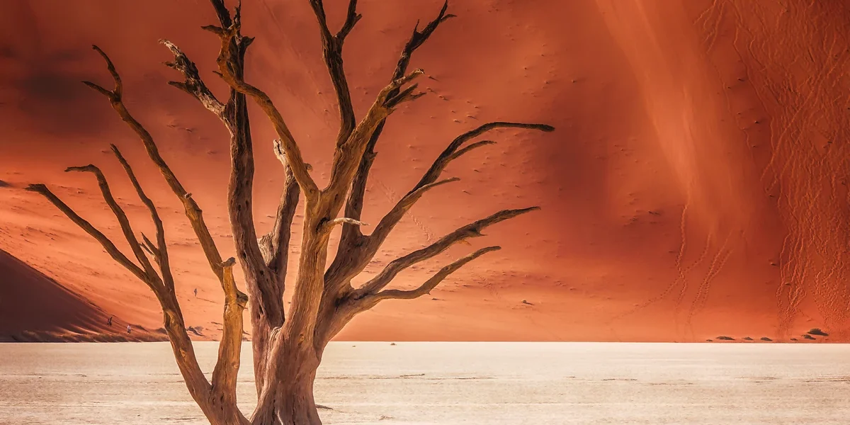 Arbre mort, Dead Vlei, Désert du Namib, Namibie