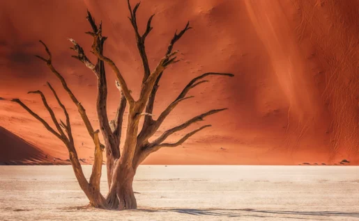 Arbre mort, Dead Vlei, Désert du Namib, Namibie