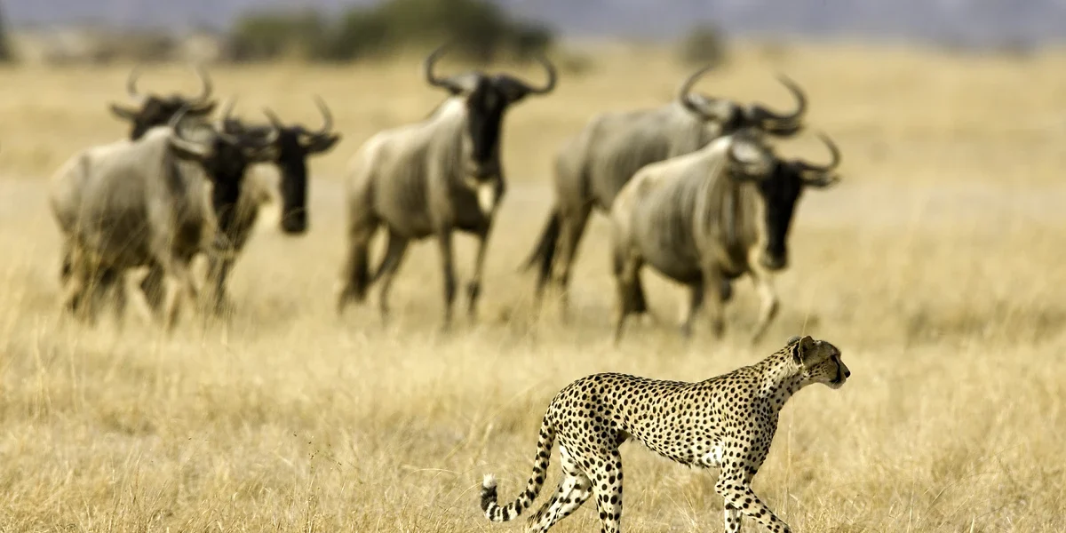 Guépard et gnous, parc national d'Amboseli , Kenya