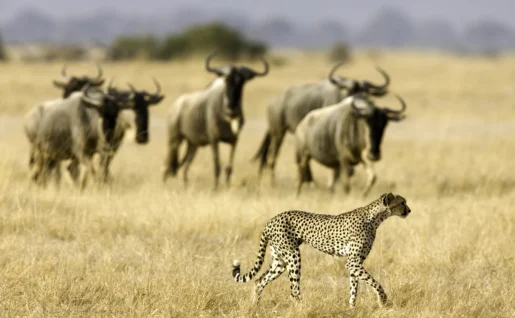 Guépard et gnous, parc national d'Amboseli , Kenya