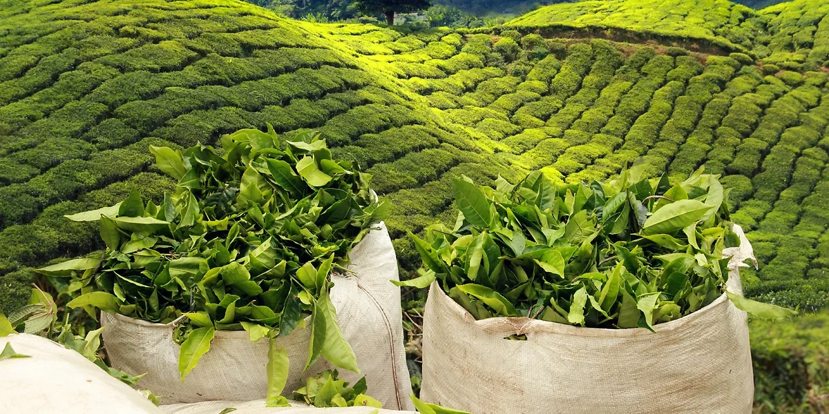 Récolte de thé dans les plantations, Sri Lanka