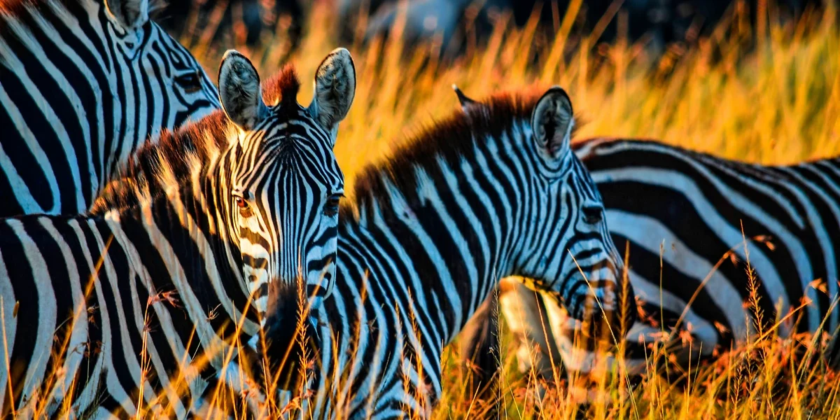 Zèbres, Masai Mara, Kenya