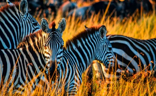 Zèbres, Masai Mara, Kenya