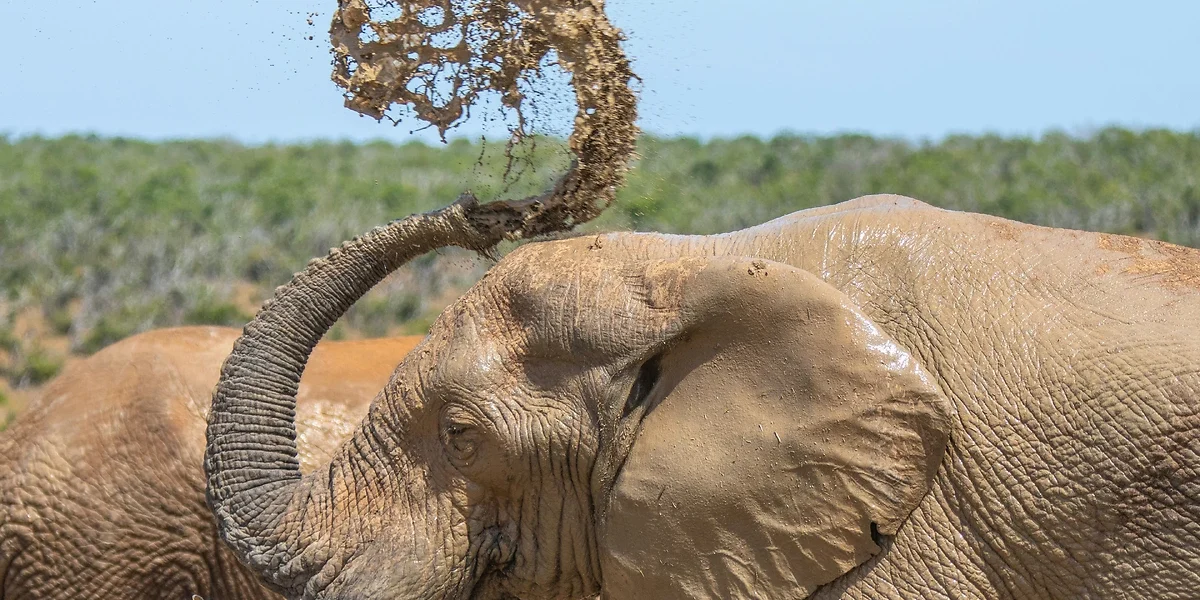 Éléphant, Parc National d'Addo, Afrique du Sud