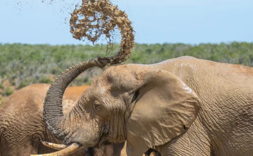 Éléphant, Parc National d'Addo, Afrique du Sud