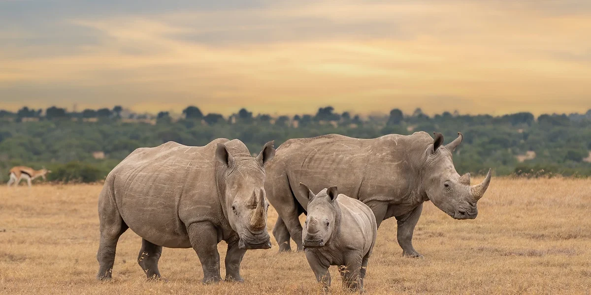 Famille de rhinocéros blancs, réserve de Samburu, Kenya