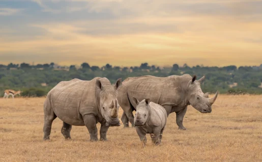 Famille de rhinocéros blancs, réserve de Samburu, Kenya
