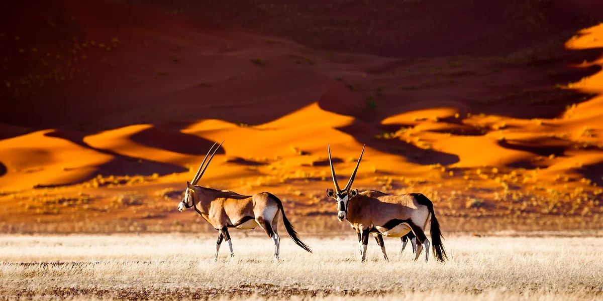 Oryx, Sossusvlei, Namibie