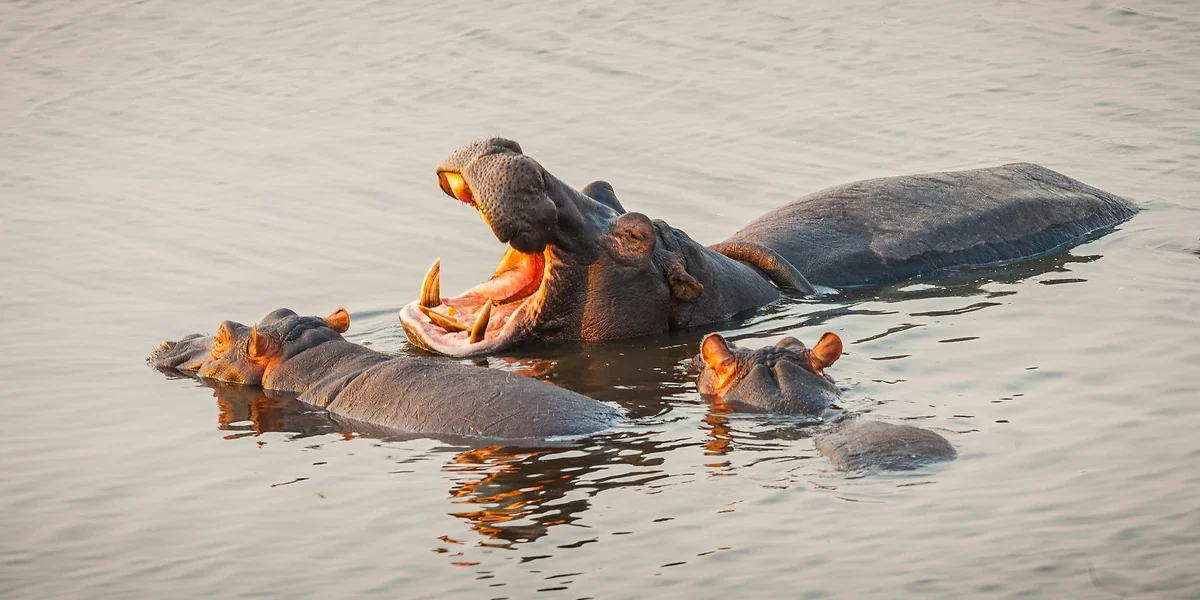 Hippopotames dans le Delta de l'Okavango, Botswana