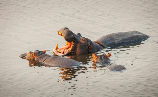 Hippopotames dans le Delta de l'Okavango, Botswana