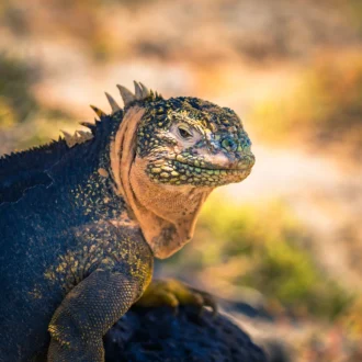 Iguane terrestre endémique, Plaza Sur l'île, Îles Galapagos, Equateur