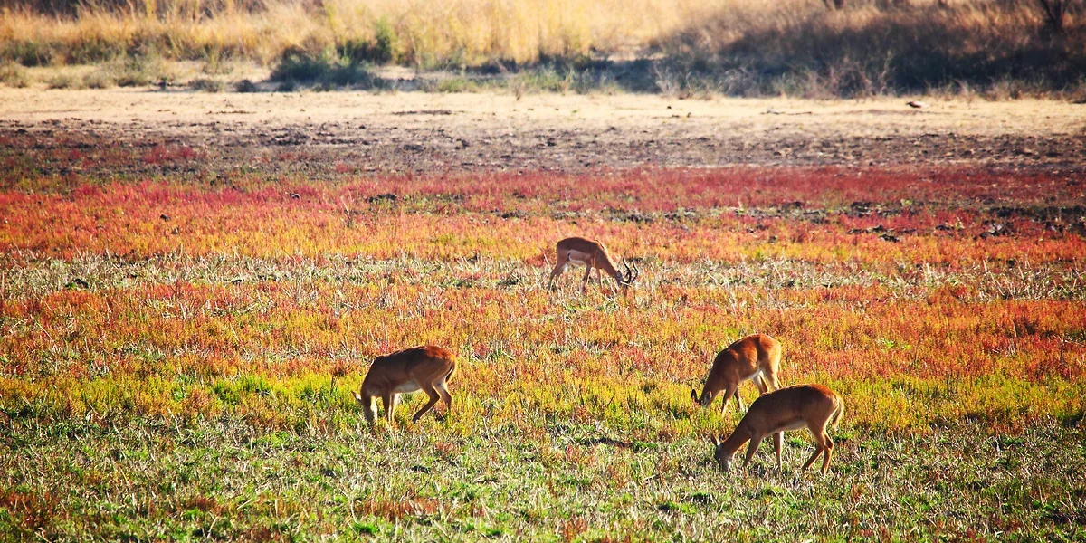 Impala, Parc National du Luangwa-Sud, Zambie