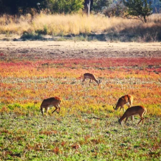 Impala, Parc National du Luangwa-Sud, Zambie