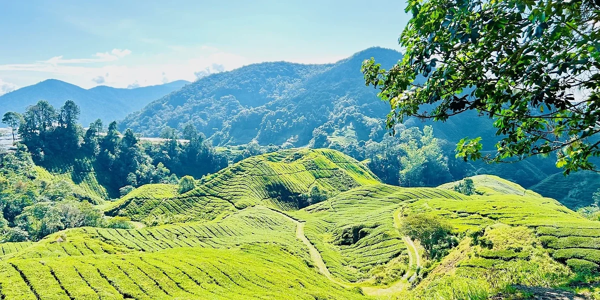 Cameron Highlands, Malaisie