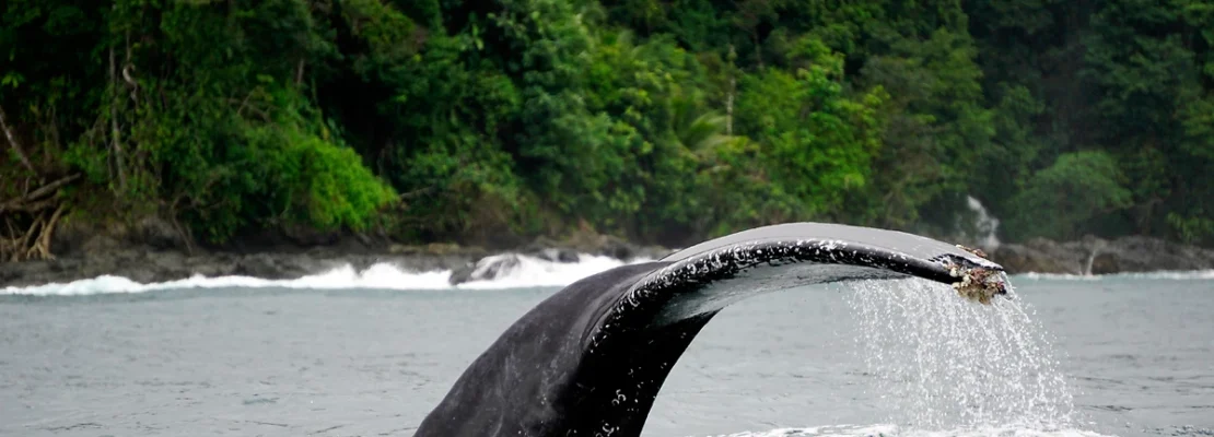 Baleine, Bahia Solano, Colombie