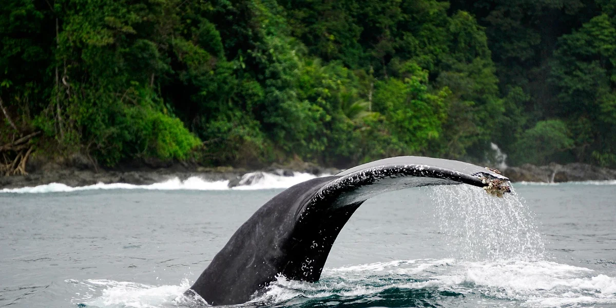 Baleine, Bahia Solano, Colombie