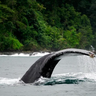 Baleine, Bahia Solano, Colombie