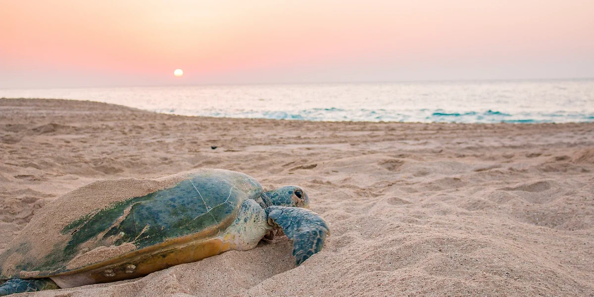 Lever du soleil sur la plage de la réserve de tortues Raz al Jinz à Sur, Sultanat d'Oman
