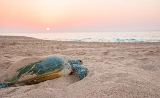 Lever du soleil sur la plage de la réserve de tortues Raz al Jinz à Sur, Sultanat d'Oman