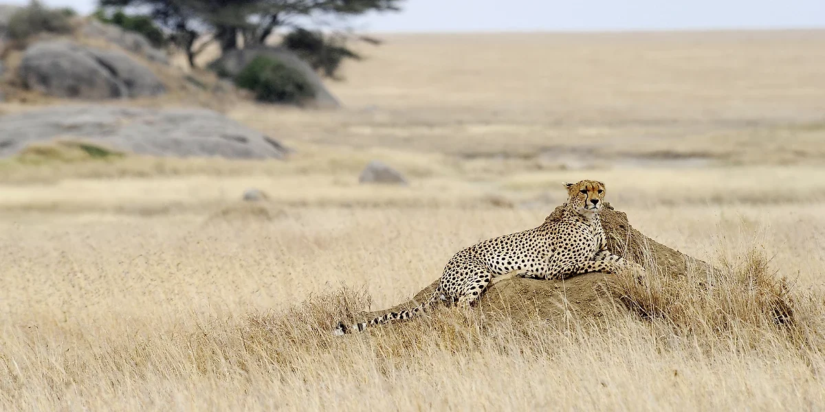 Guépard, Serengeti, Tanzanie