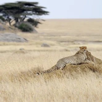 Guépard, Serengeti, Tanzanie