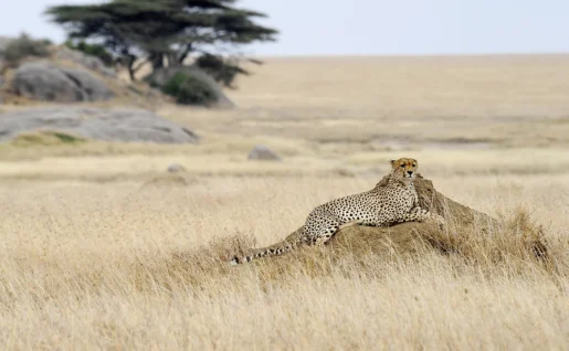 Guépard, Serengeti, Tanzanie