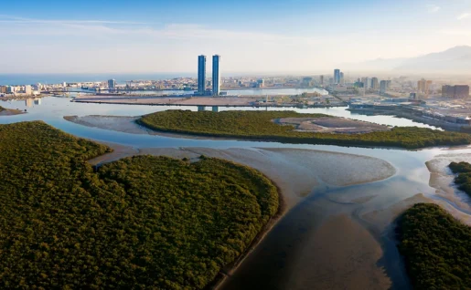 Mangrove, Ras al Khaimah, Emirats Arabes Unis