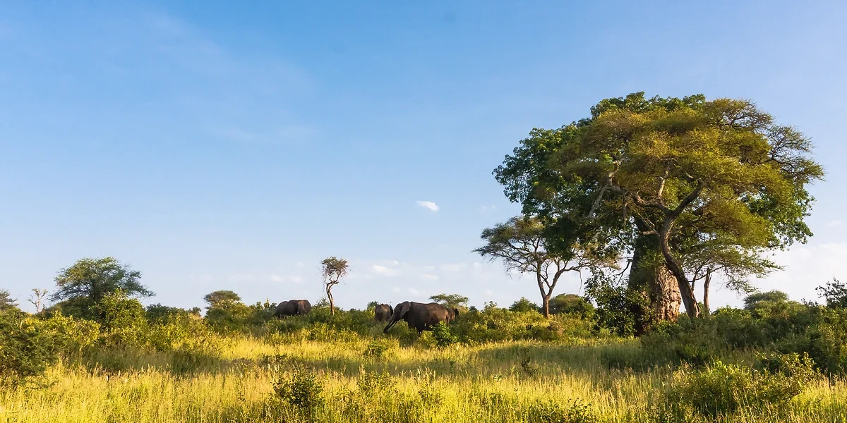 Elephants et Baobab, Parc de Tarangire, Tanzanie