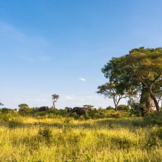 Elephants et Baobab, Parc de Tarangire, Tanzanie