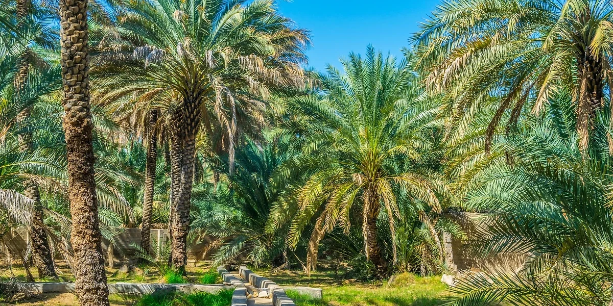 Oasis Al Ain, Abu Dhabi, Emirats Arabes Unis
