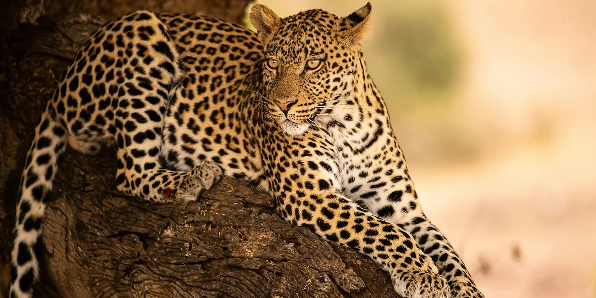 Léopard dans le parc national de Chobe, Botswana