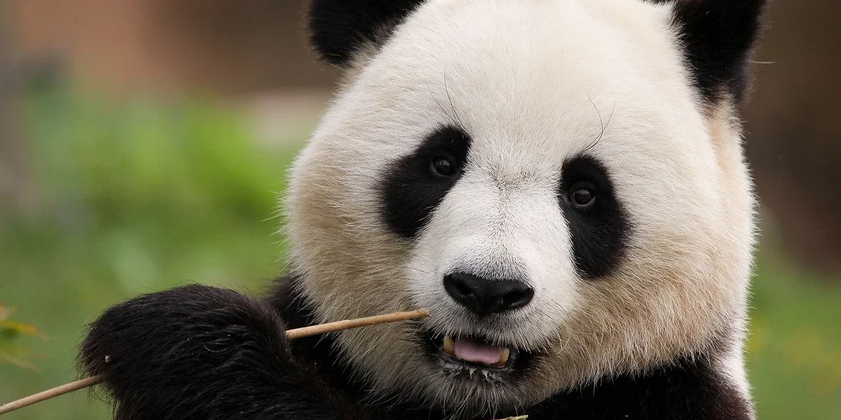 Panda, Chengdu, Chine