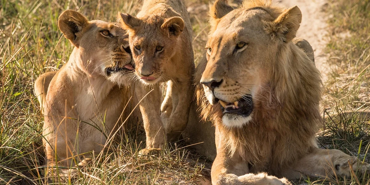 Famille de lions, Parc national d'Amboseli, Kenya