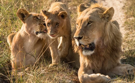 Famille de lions, Parc national d'Amboseli, Kenya