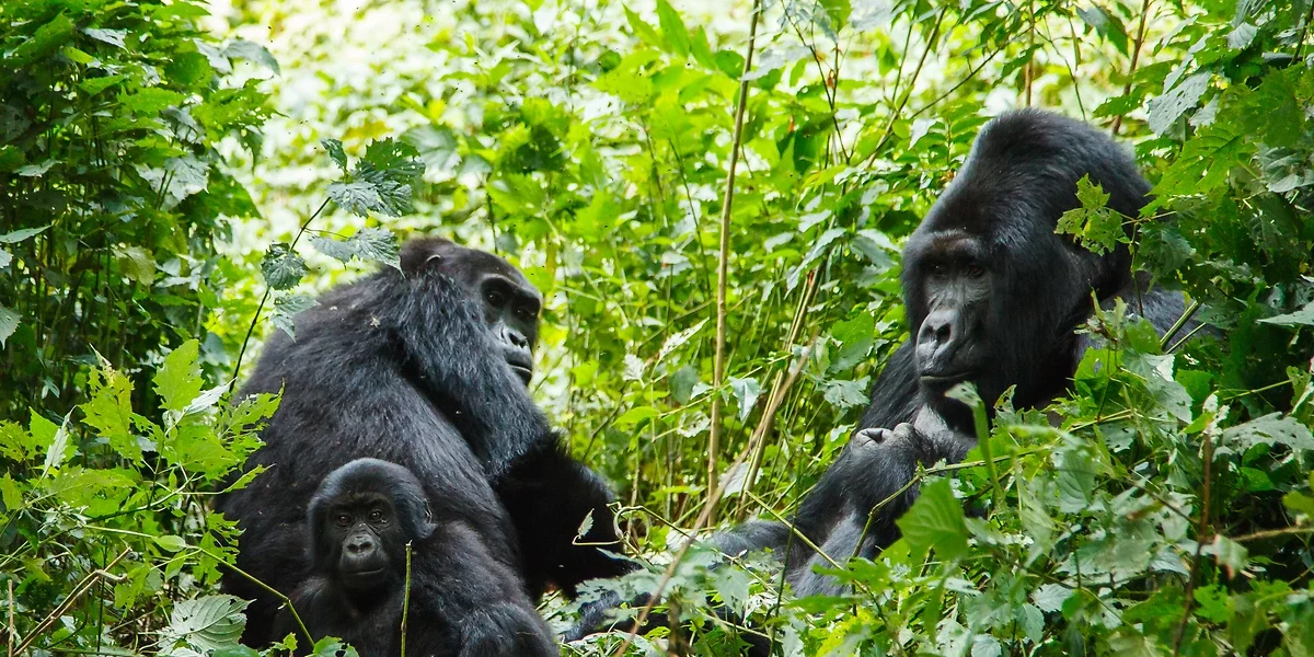 Gorilles Silverback, Rwanda