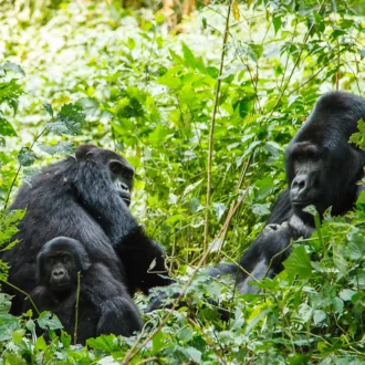 Gorilles Silverback, Rwanda