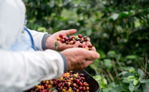 Récolte des grains de café, Colombie