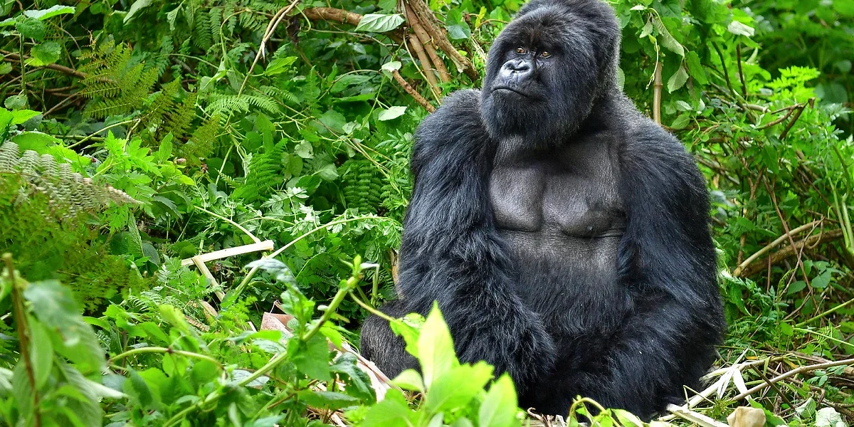 Gorille à dos argenté dans la forêt pluviale, Rwanda, Afrique
