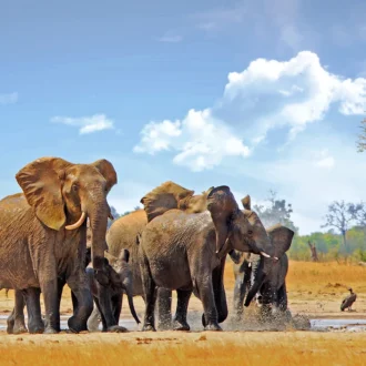 Elephants, Parc National Hwange, Zimbabwe