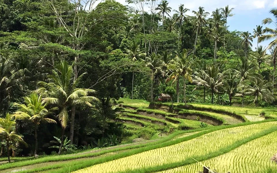 Rizières, Bali, Indonésie