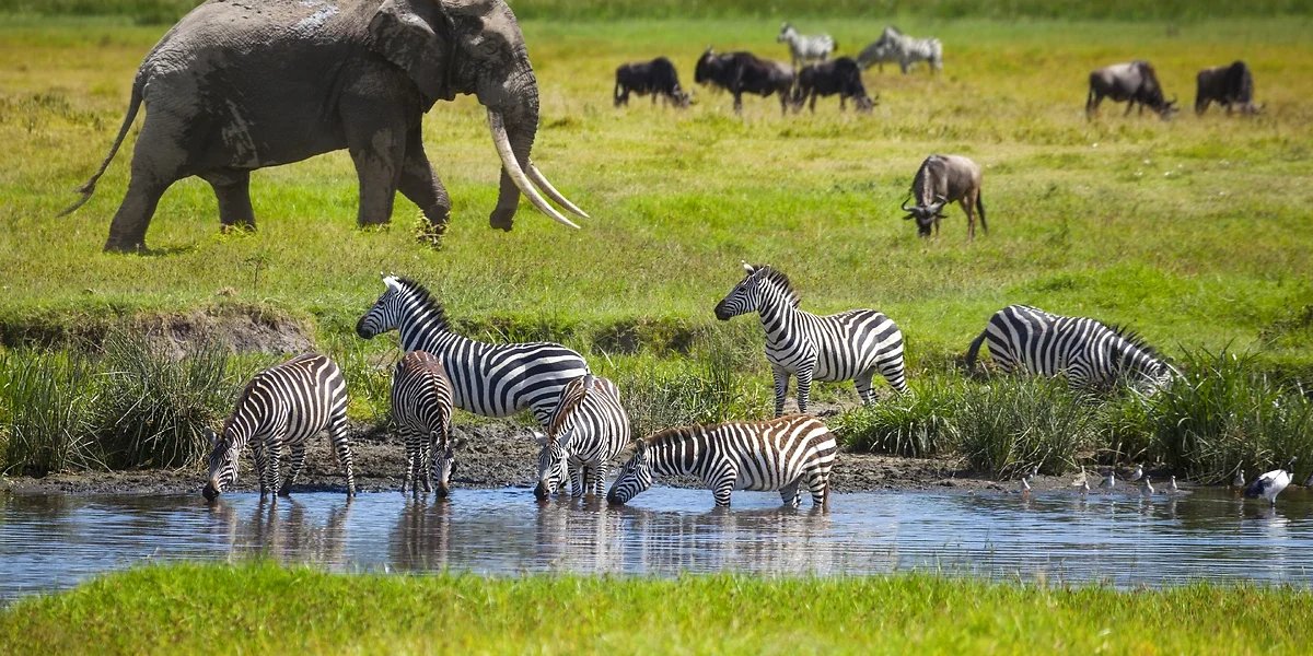 Éléphants et zèbres, Parc National Serengeti, Tanzanie
