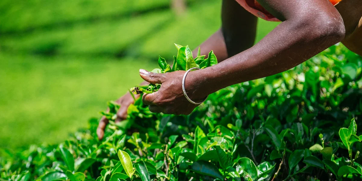 Récolte dans les plantation de thé, Nuwara Eliya, Sri Lanka