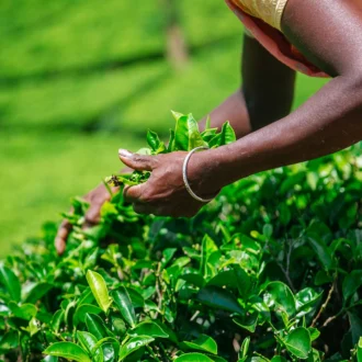 Récolte dans les plantation de thé, Nuwara Eliya, Sri Lanka