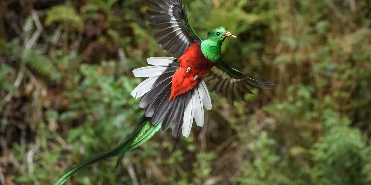 Quetzal, Guatemala