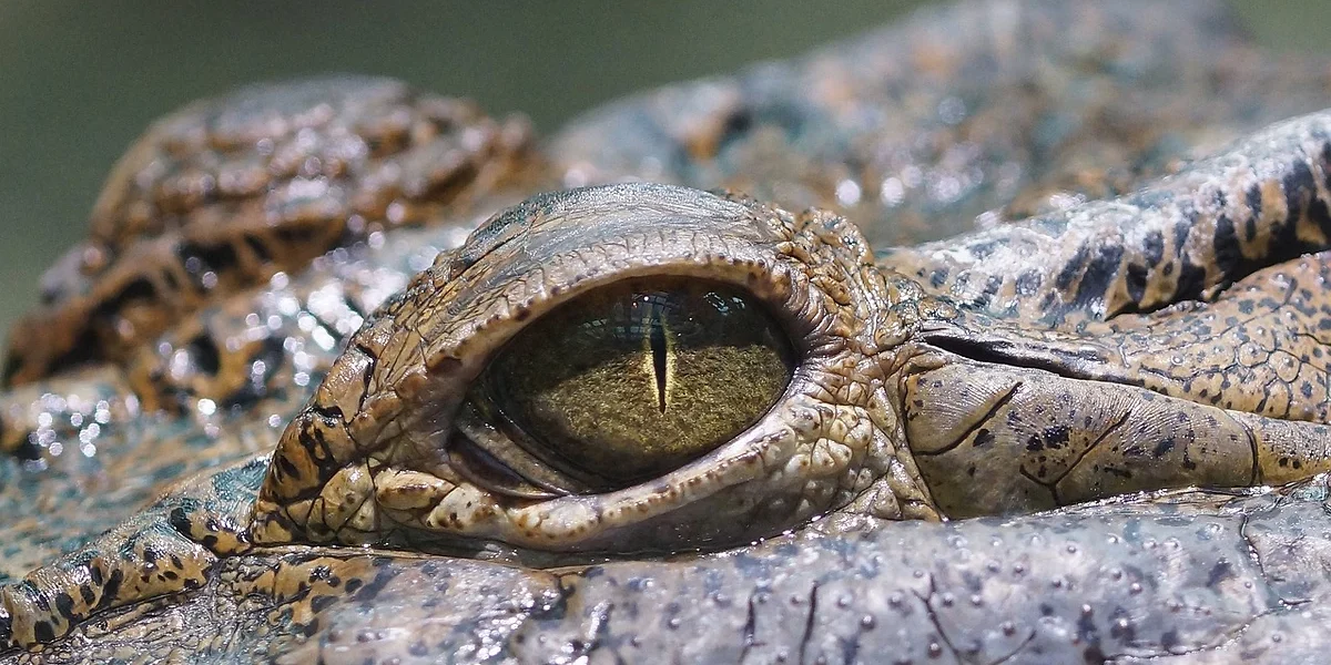Œil d'un crocodile, Botswana